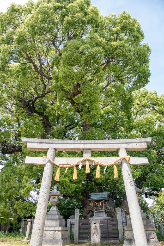 村上社のクスノキ