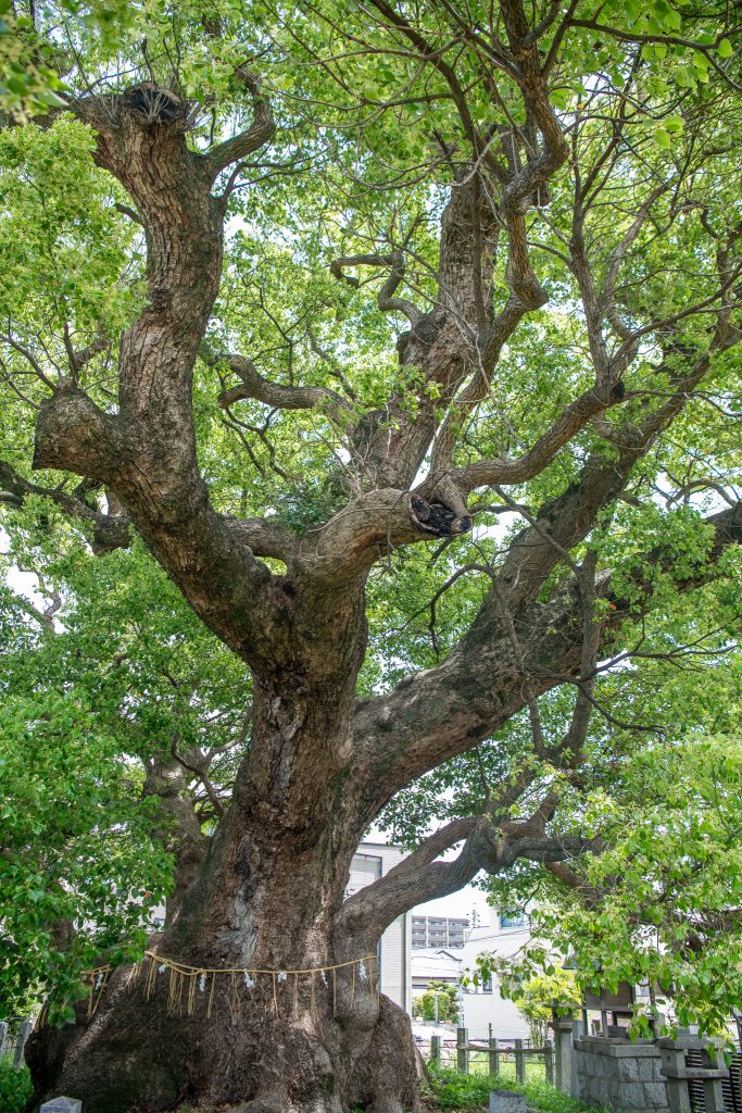 村上社のクスノキ