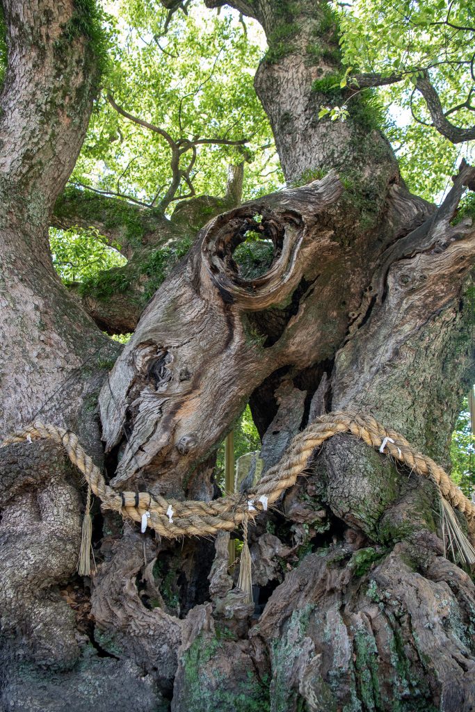 大田の大樟