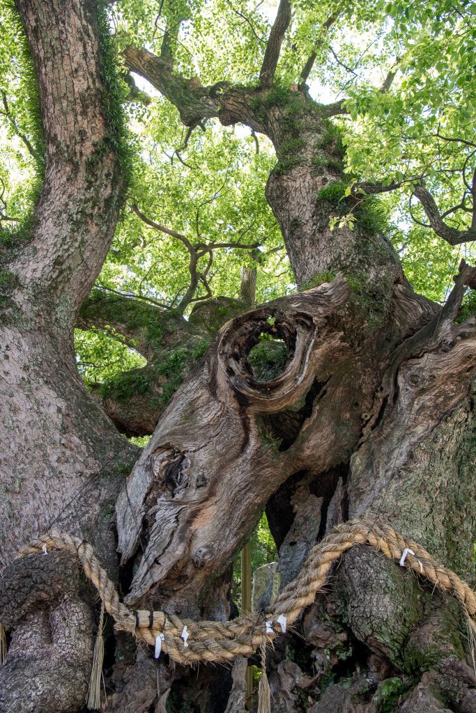 大田の大樟
