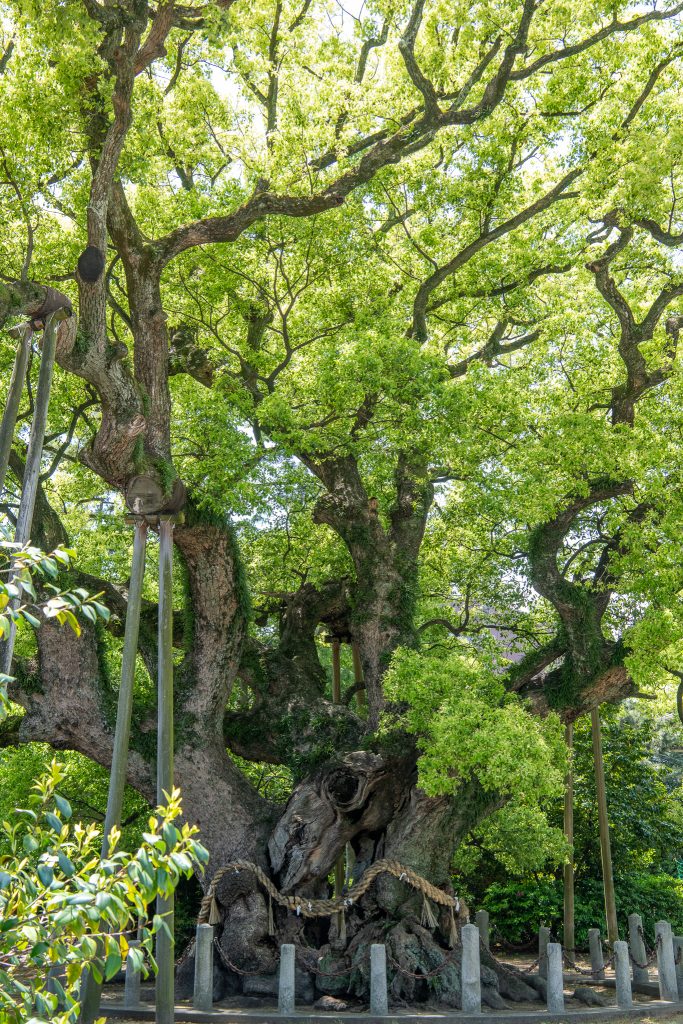 大田の大樟