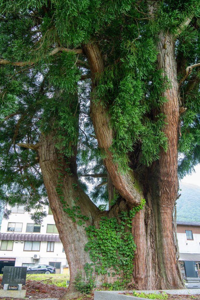 沢渡のスギ