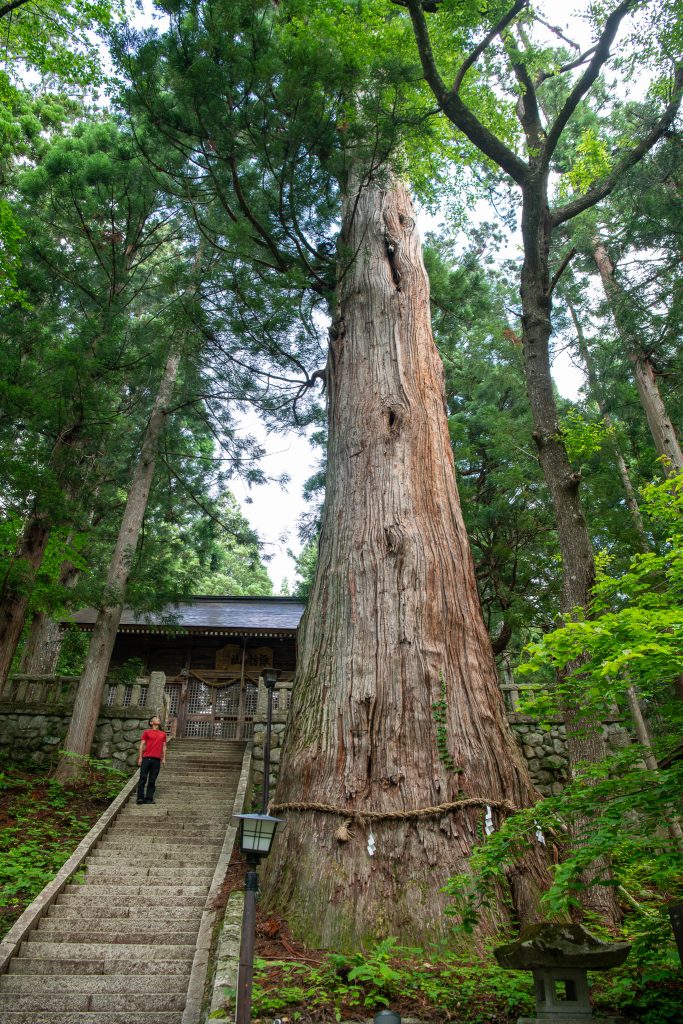 細野諏訪社の大杉