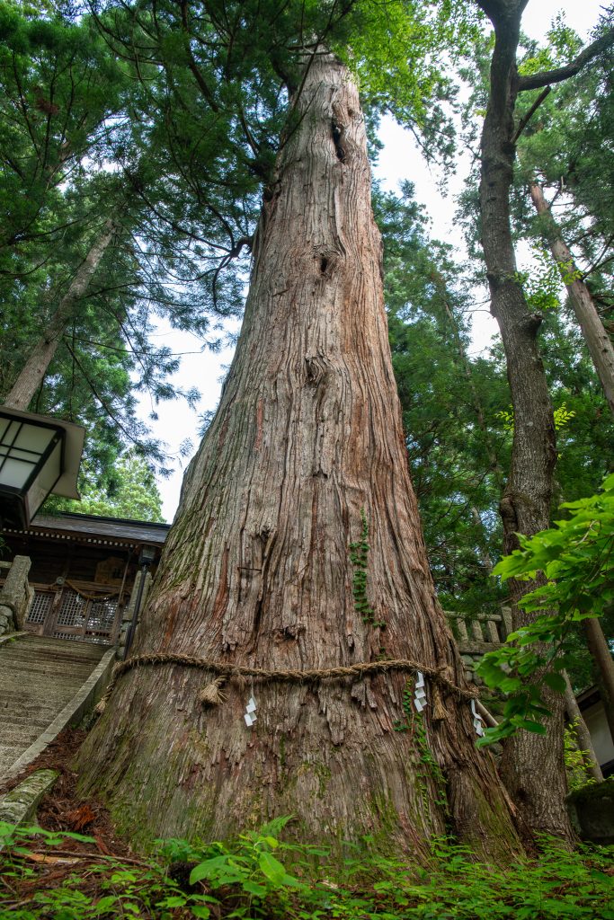 細野諏訪社の大杉