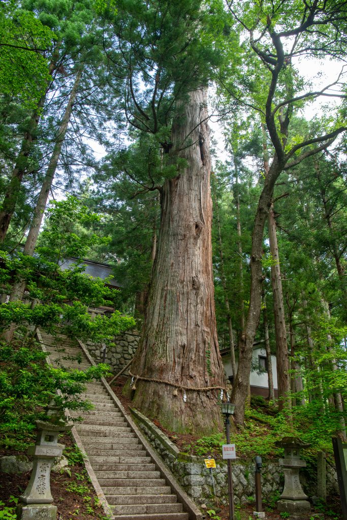 細野諏訪社の大杉