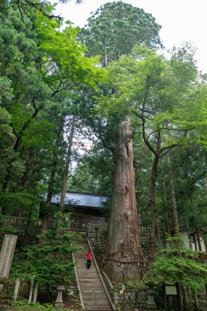 細野諏訪社の大杉