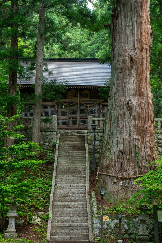 細野諏訪社の大杉