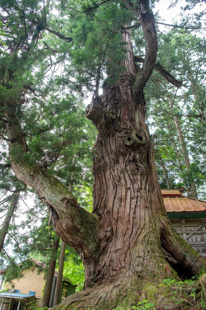 石原白山社の大杉