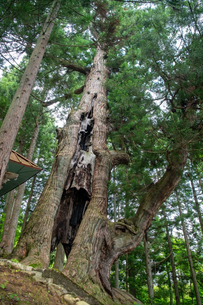 石原白山社の大杉