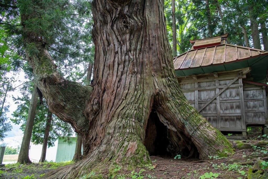 石原白山社の大杉