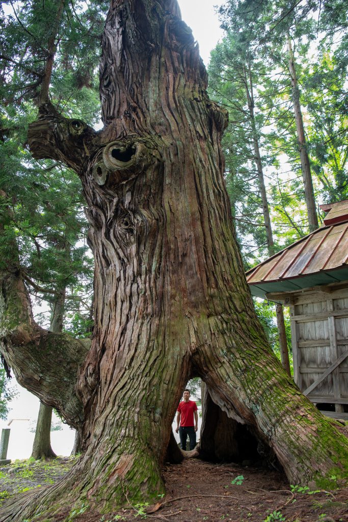 石原白山社の大杉