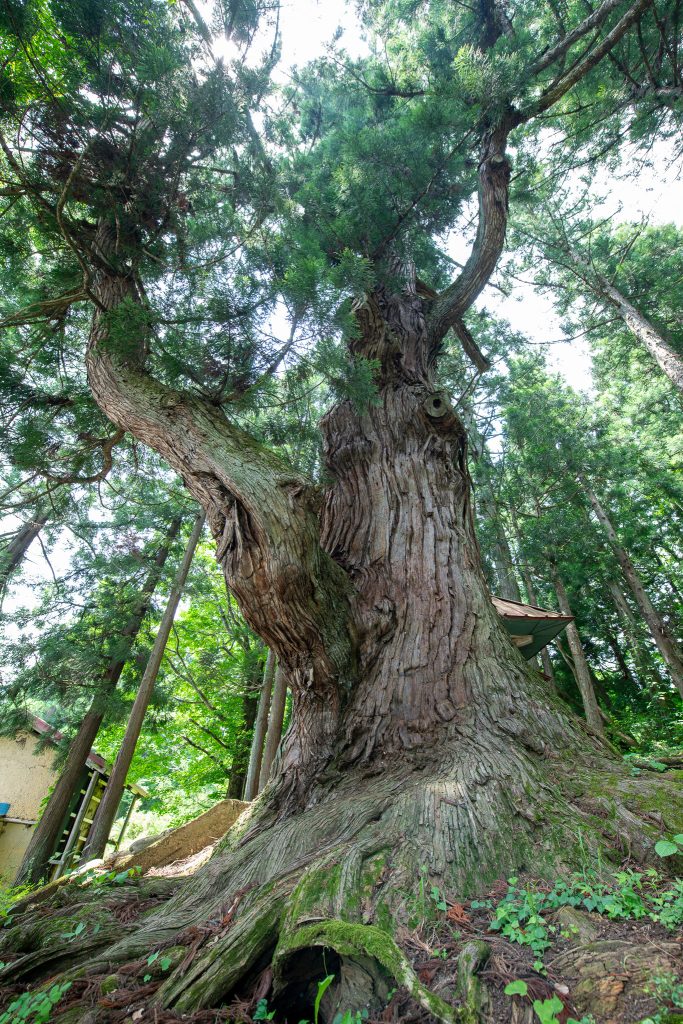 石原白山社の大杉