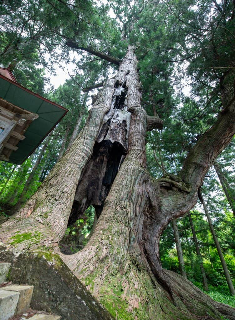 石原白山社の大杉