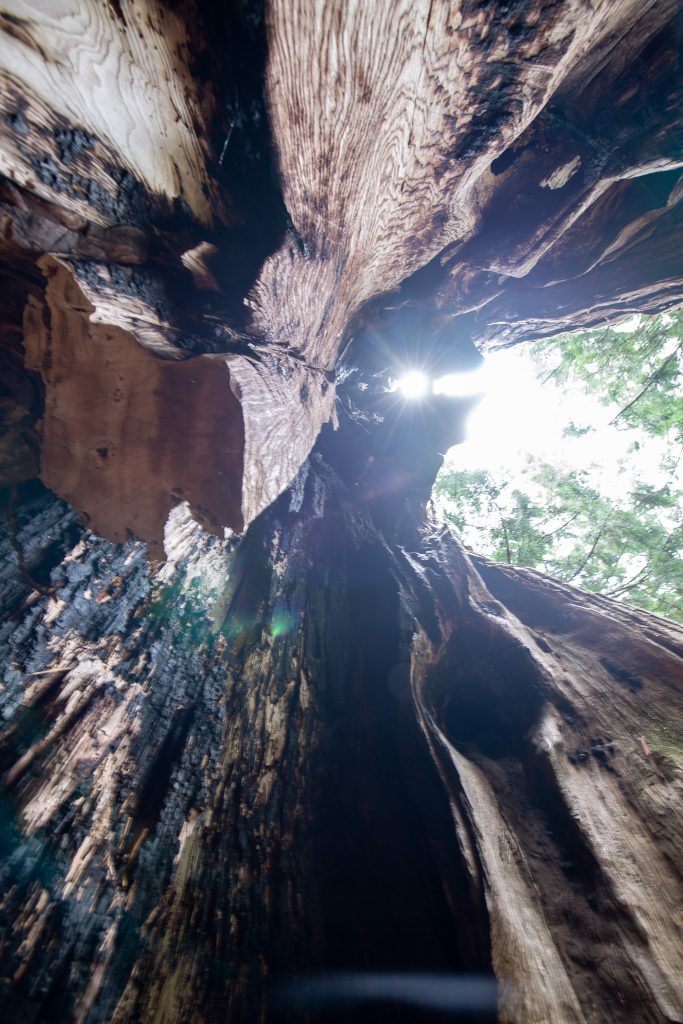 石原白山社の大杉