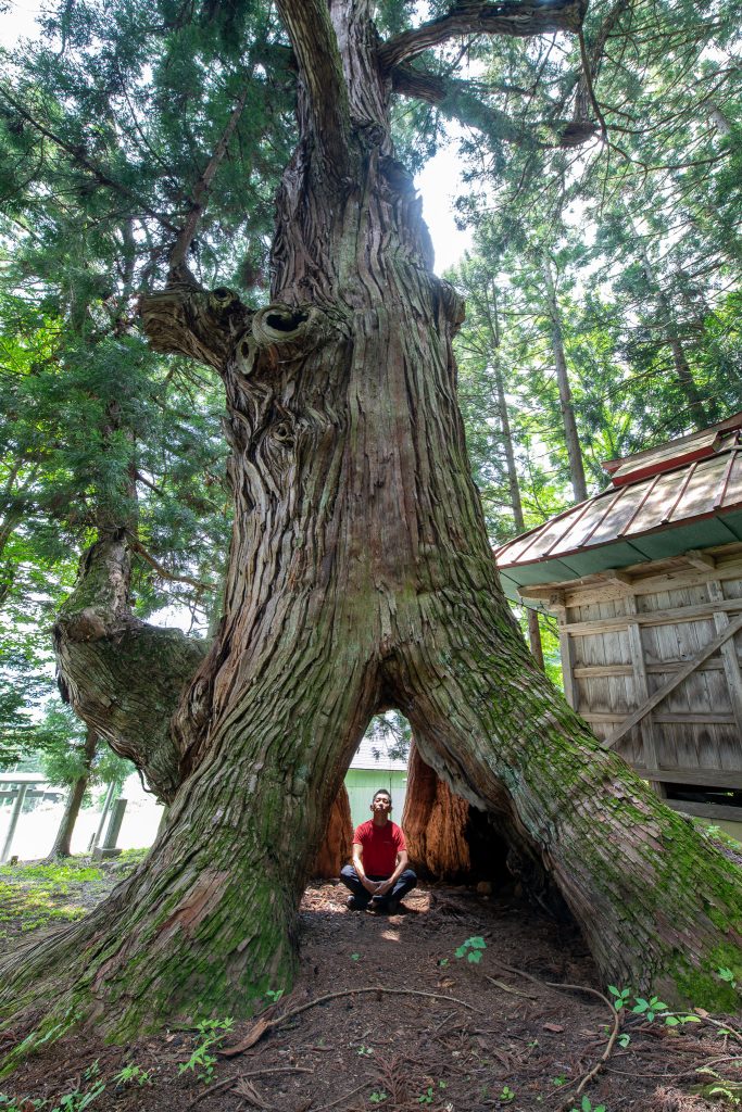石原白山社の大杉