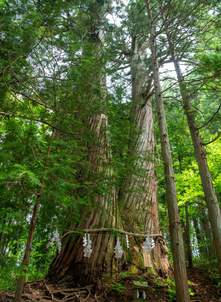 火之御子社の夫婦杉