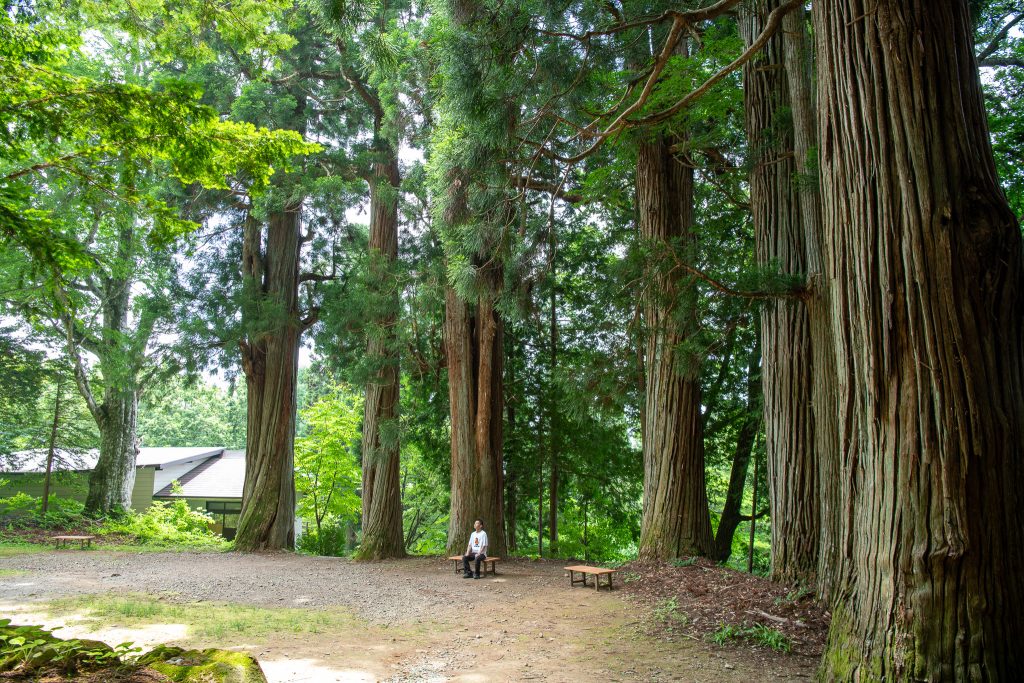 火之御子社の杉