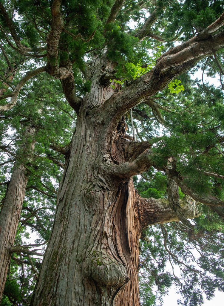 嶺方諏訪社の老杉