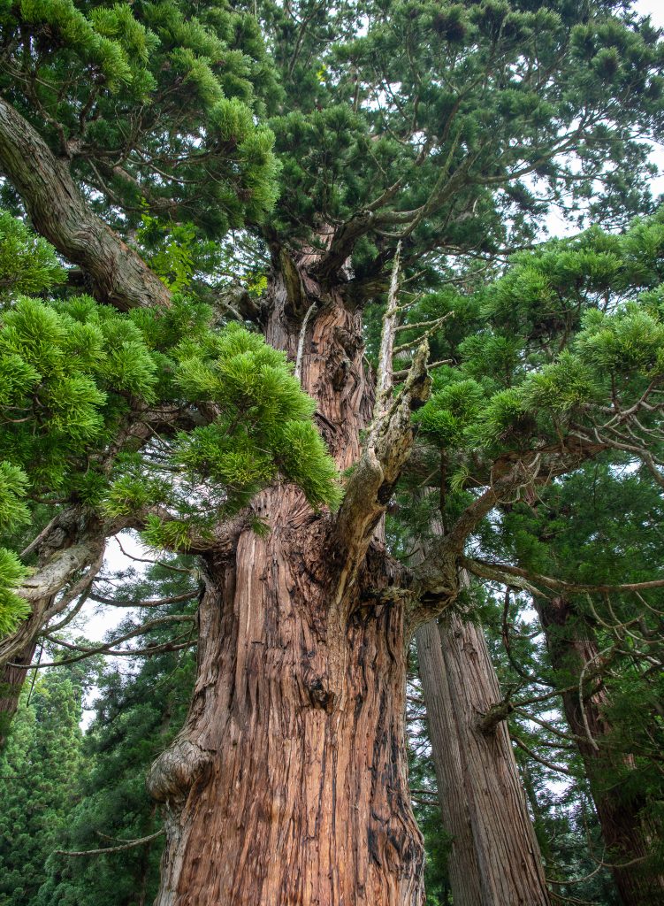 嶺方諏訪社の老杉