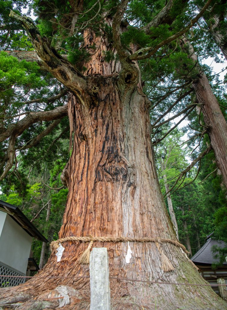 嶺方諏訪社の老杉