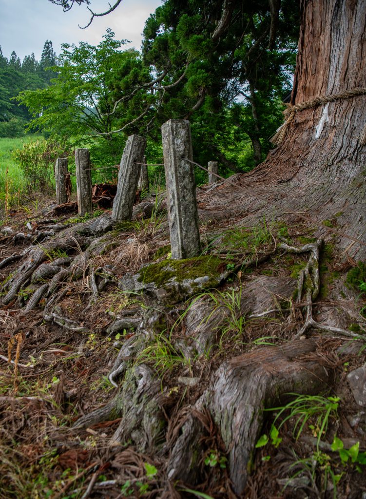 嶺方諏訪社の老杉
