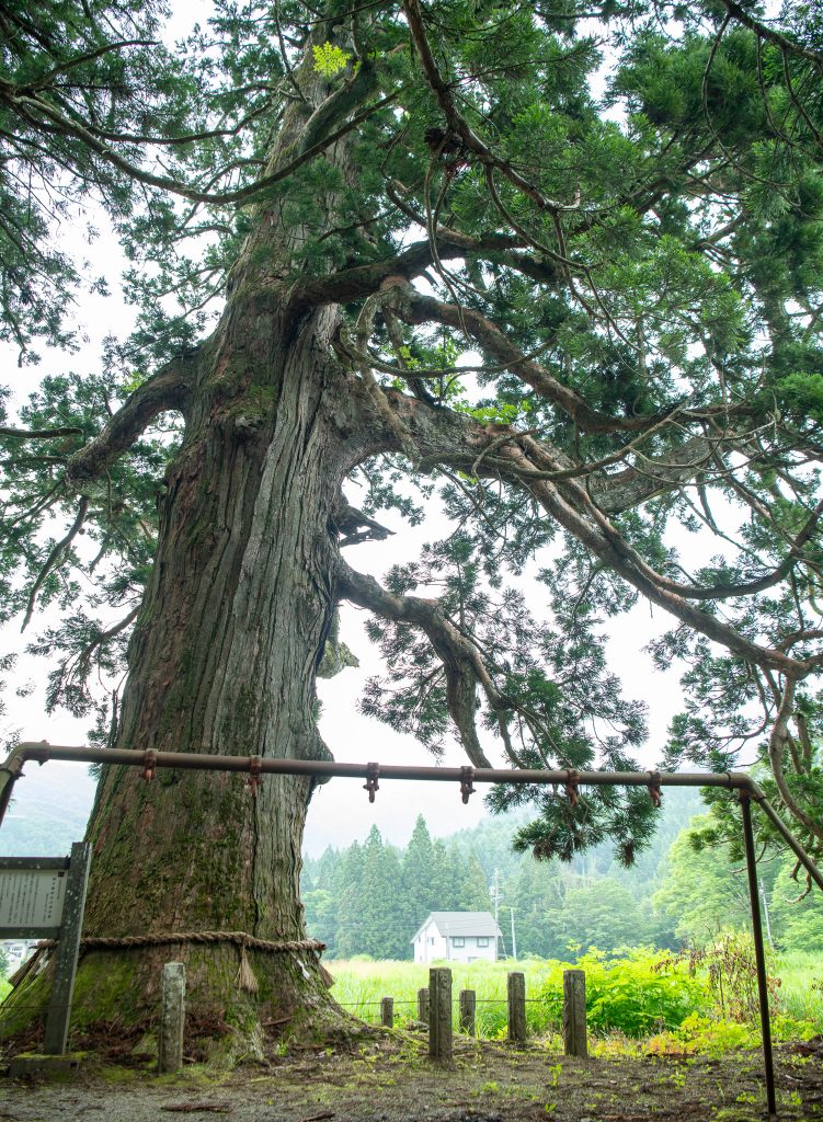 嶺方諏訪社の老杉