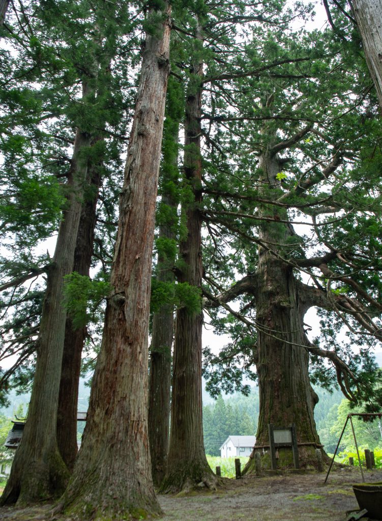 嶺方諏訪社の老杉群