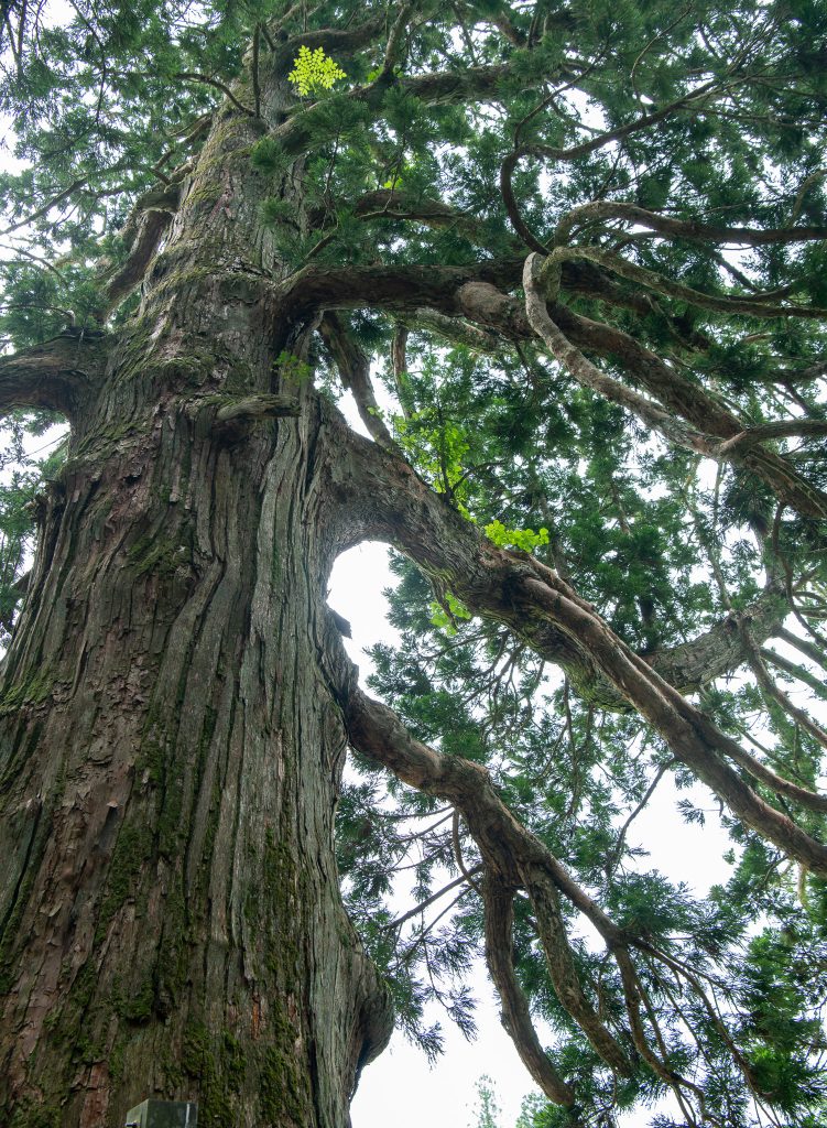嶺方諏訪社の老杉