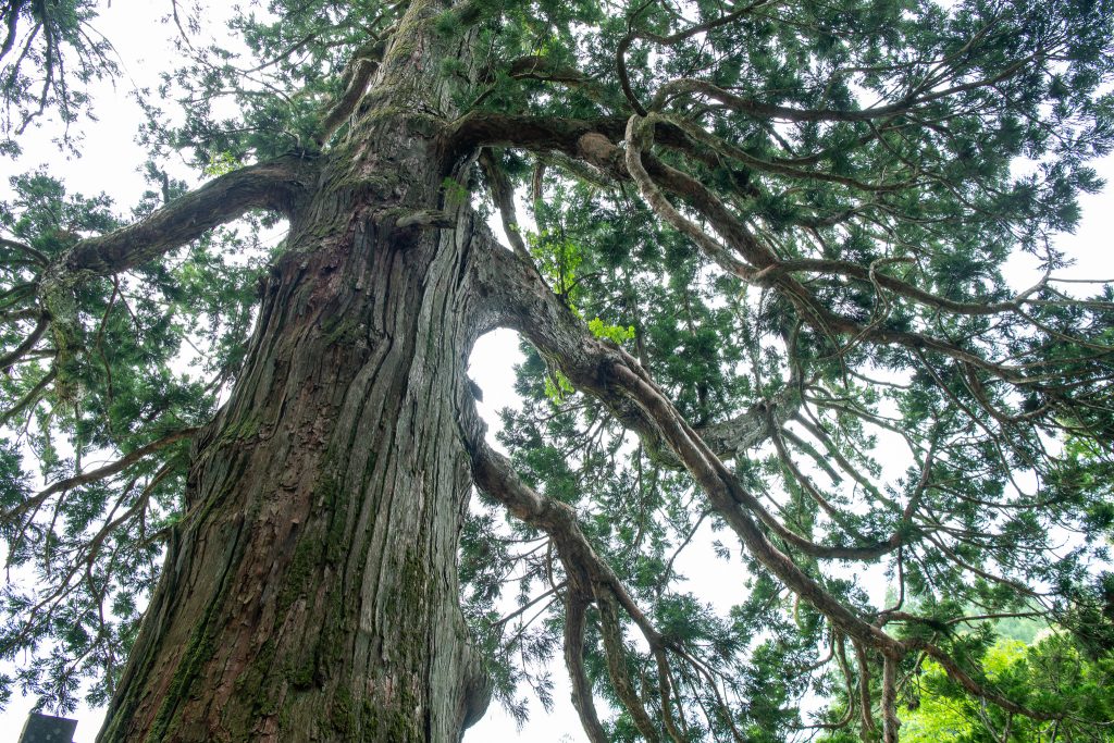 嶺方諏訪社の老杉