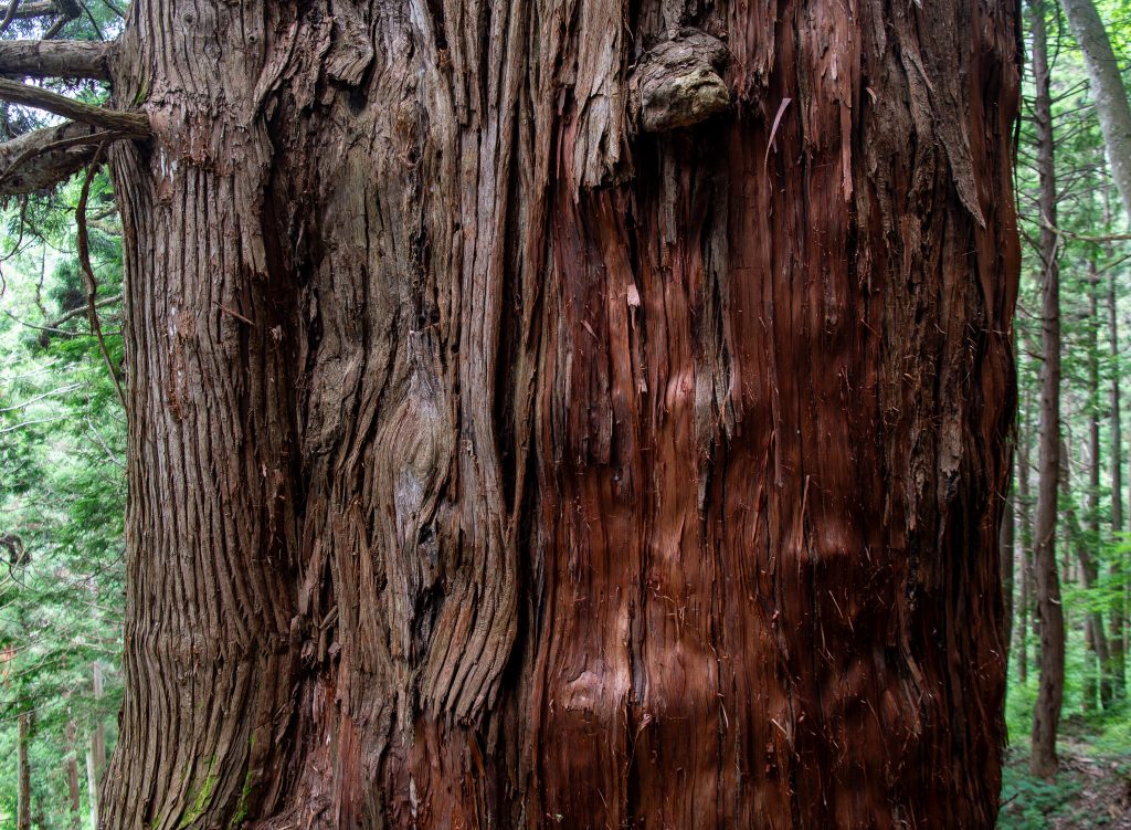 岩窟観音堂の大杉