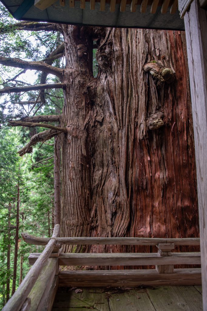 岩窟観音堂の大杉