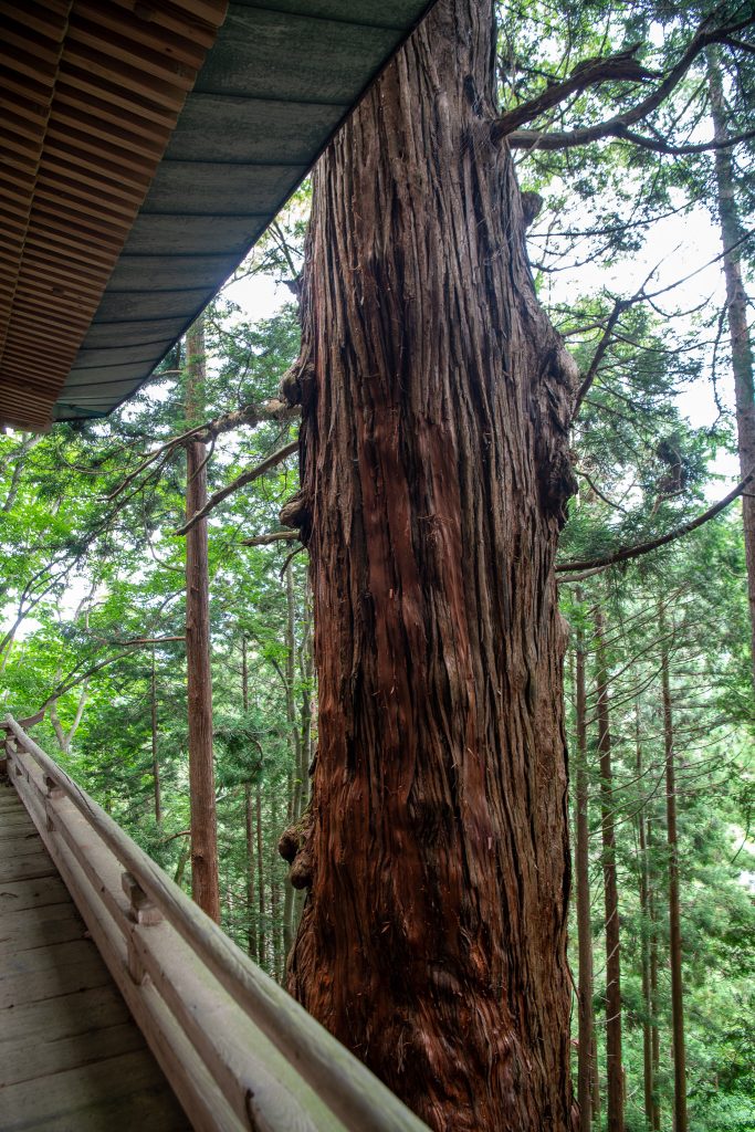 岩窟観音堂の大杉