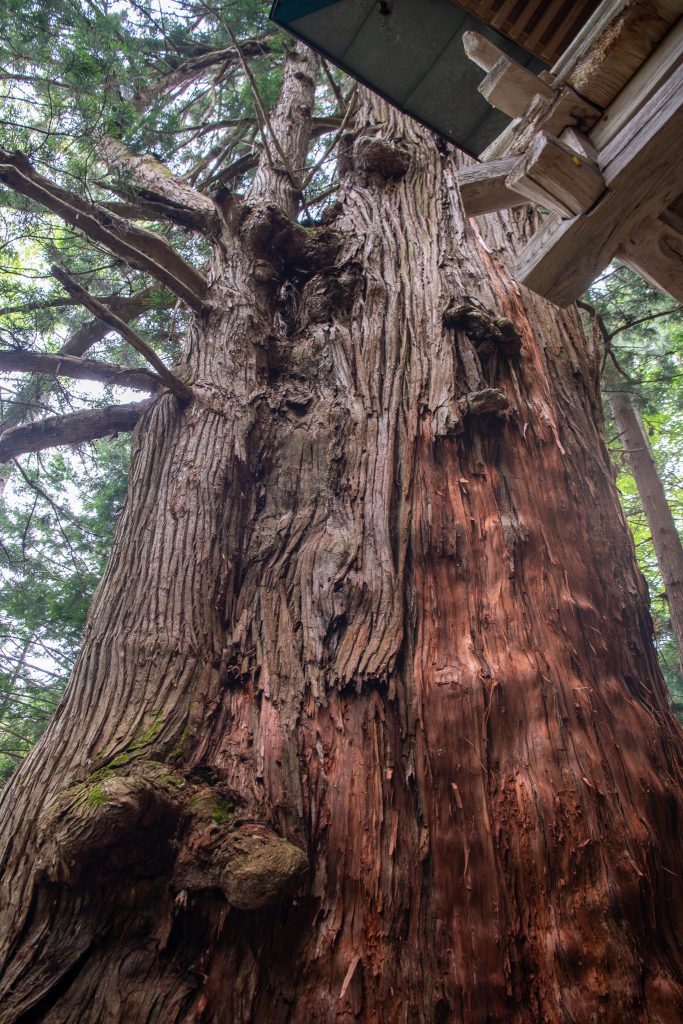 岩窟観音堂の大杉