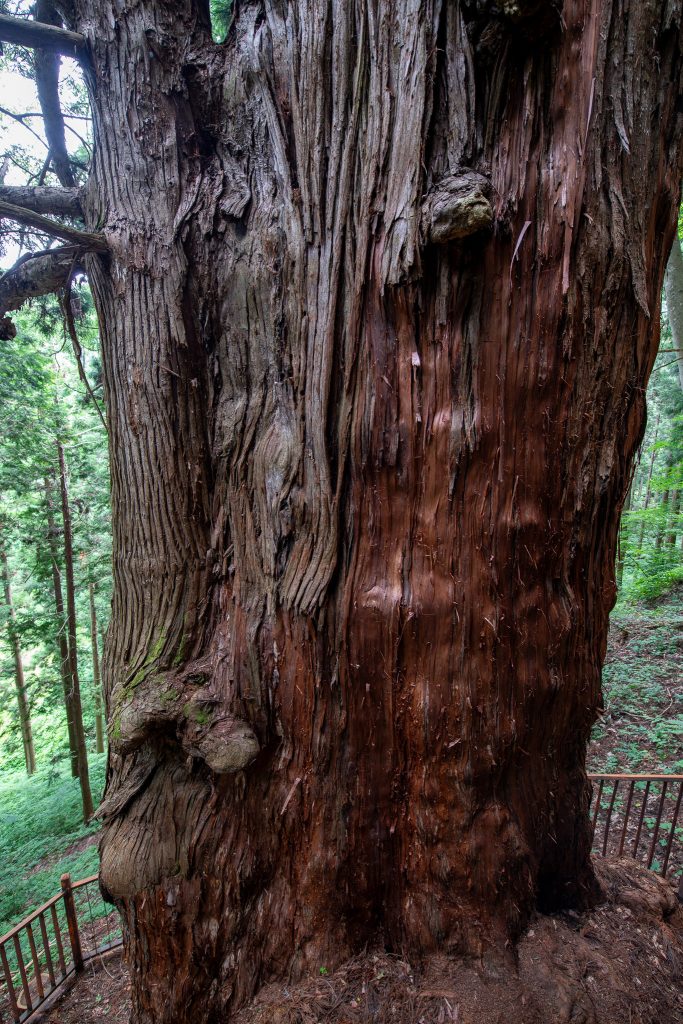 岩窟観音堂の大杉