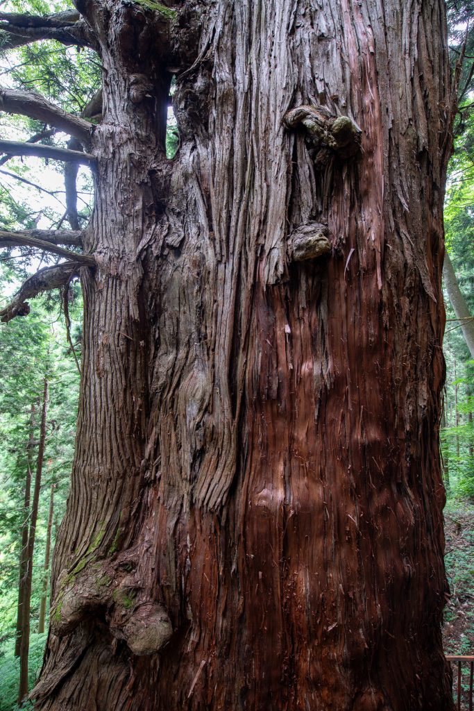岩窟観音堂の大杉