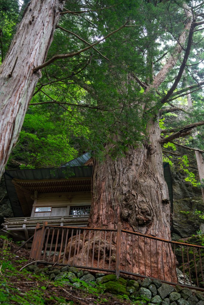 岩窟観音堂の大杉