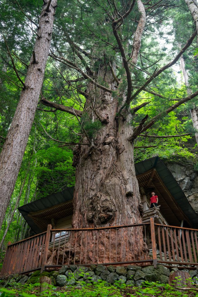 岩窟観音堂の大杉