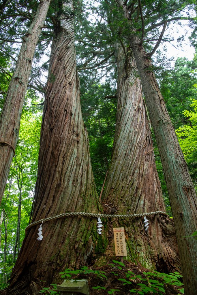 火之御子社の夫婦杉