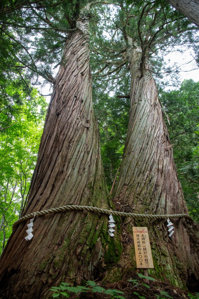 火之御子社の夫婦杉