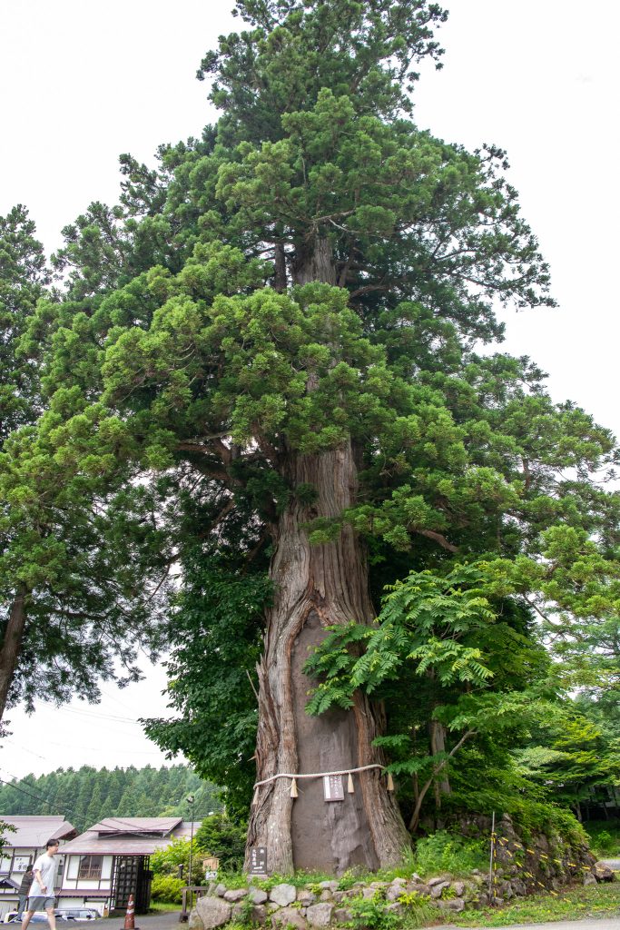 戸隠の三本杉(二)