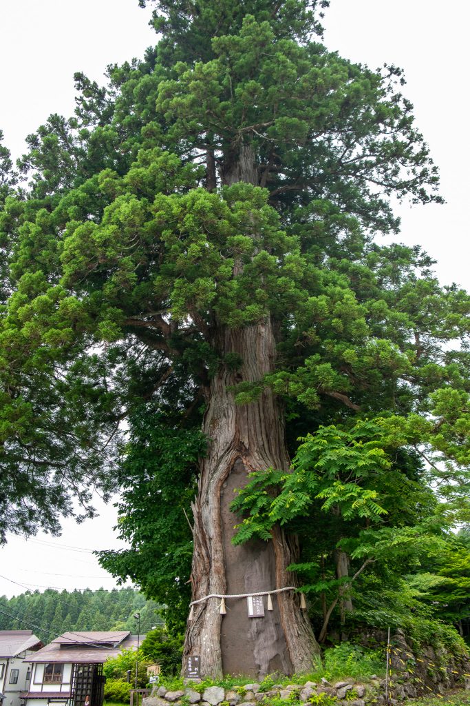 戸隠の三本杉(二)