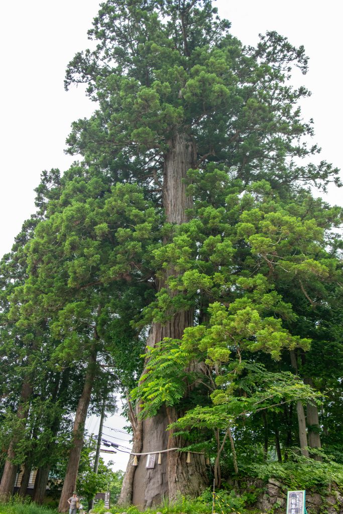 戸隠の三本杉(二)