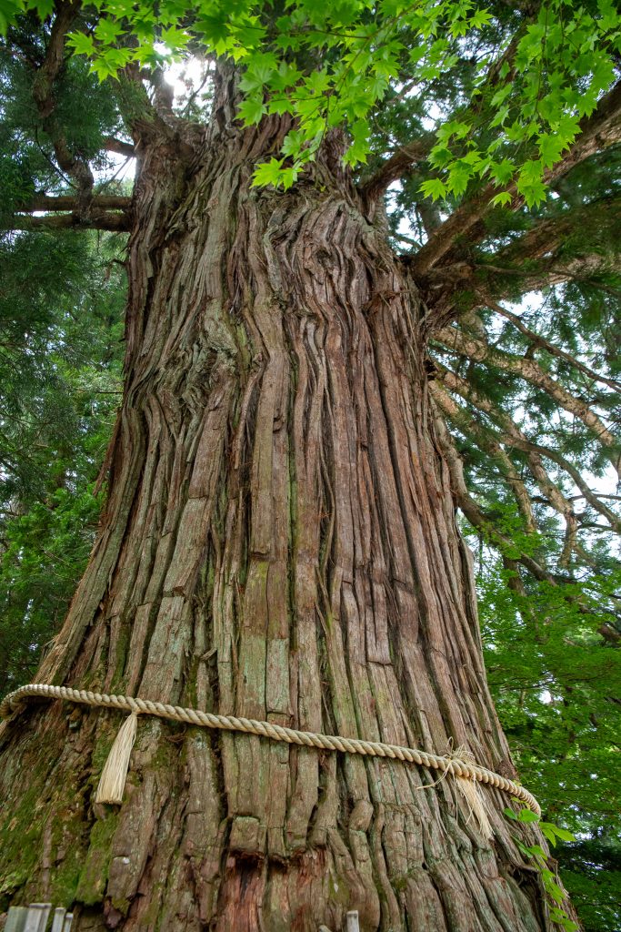 戸隠の三本杉(三)