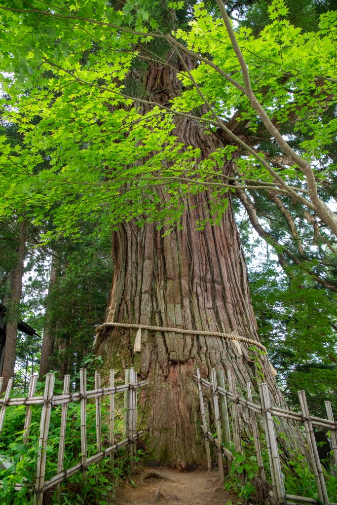 戸隠の三本杉(三)