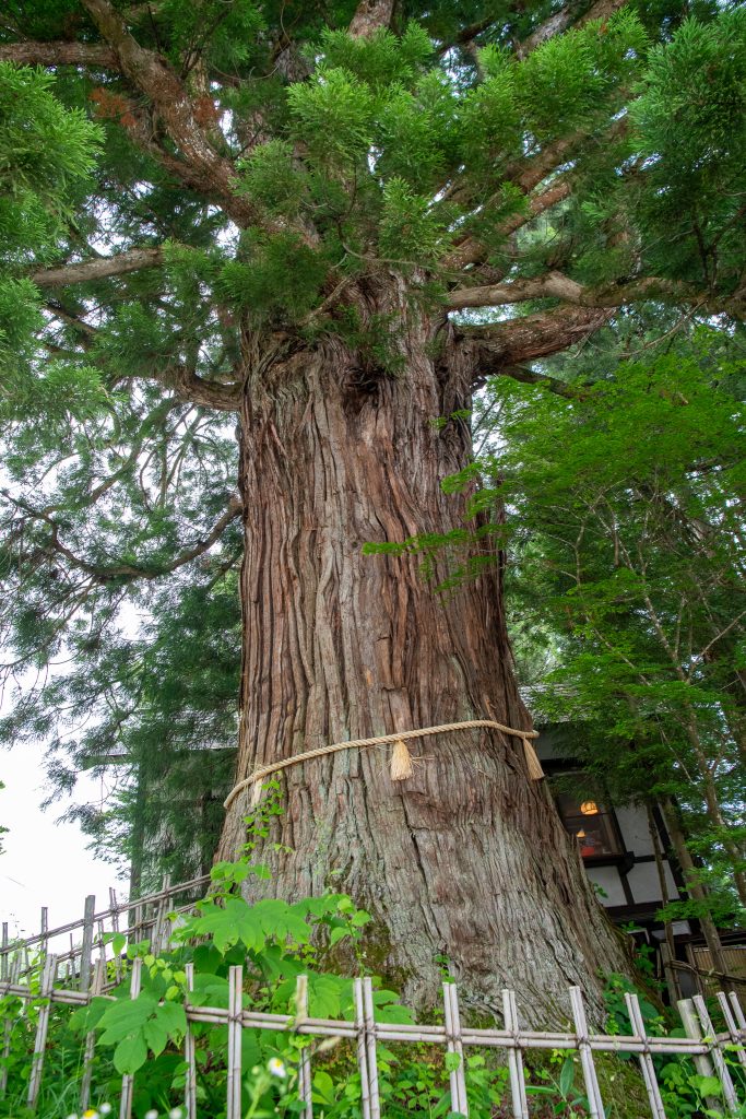 戸隠の三本杉(三)