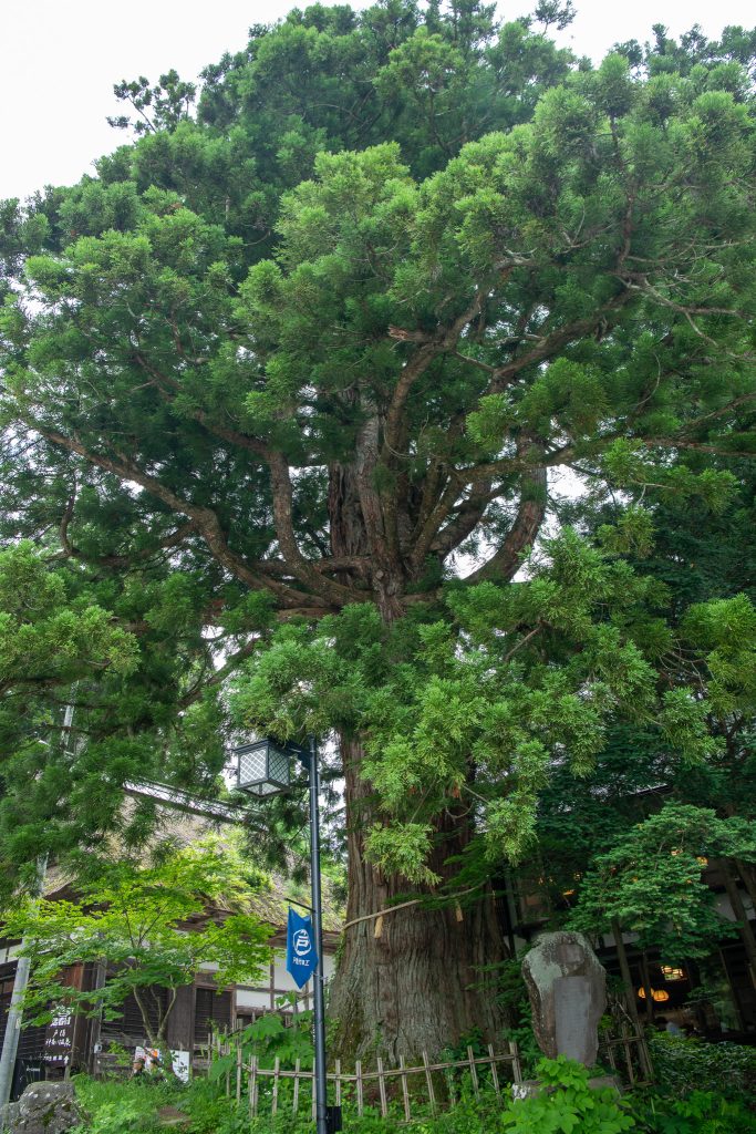 戸隠の三本杉(三)