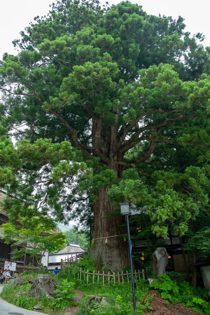 戸隠の三本杉(三)