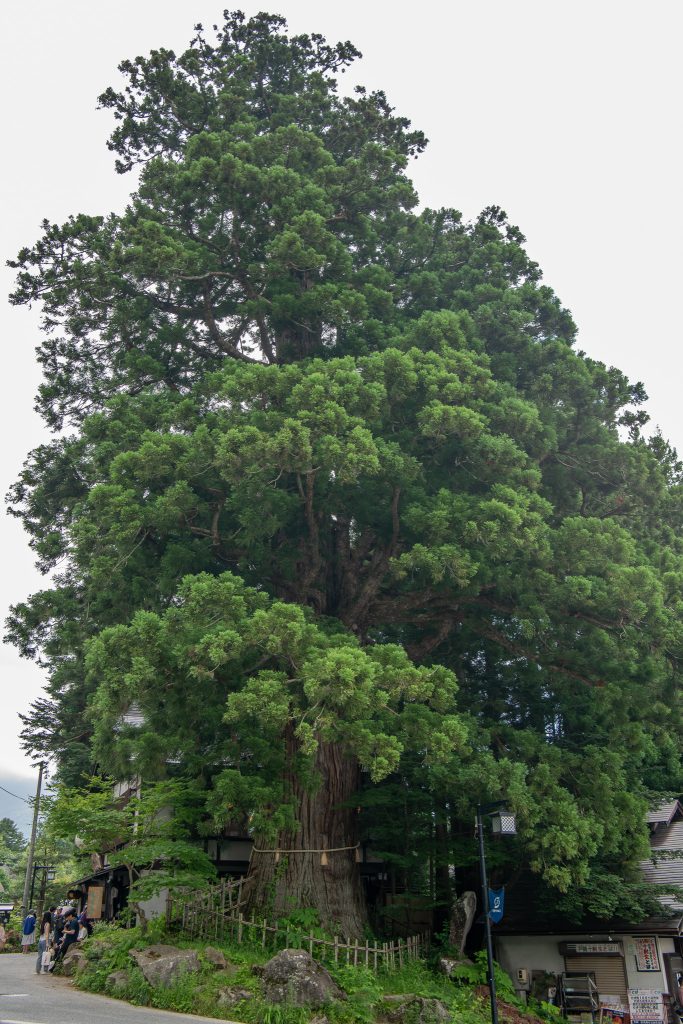 戸隠の三本杉(三)