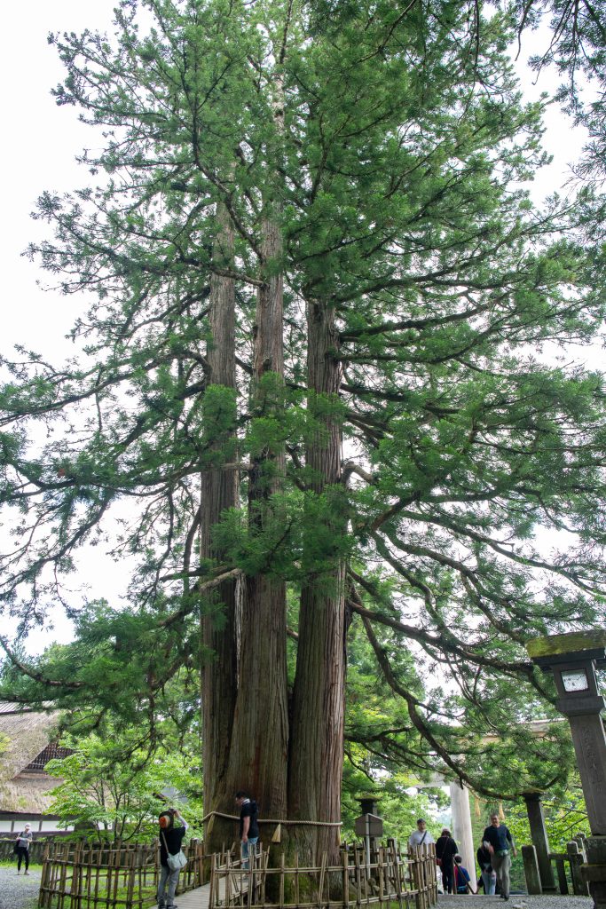 戸隠の三本杉(一)