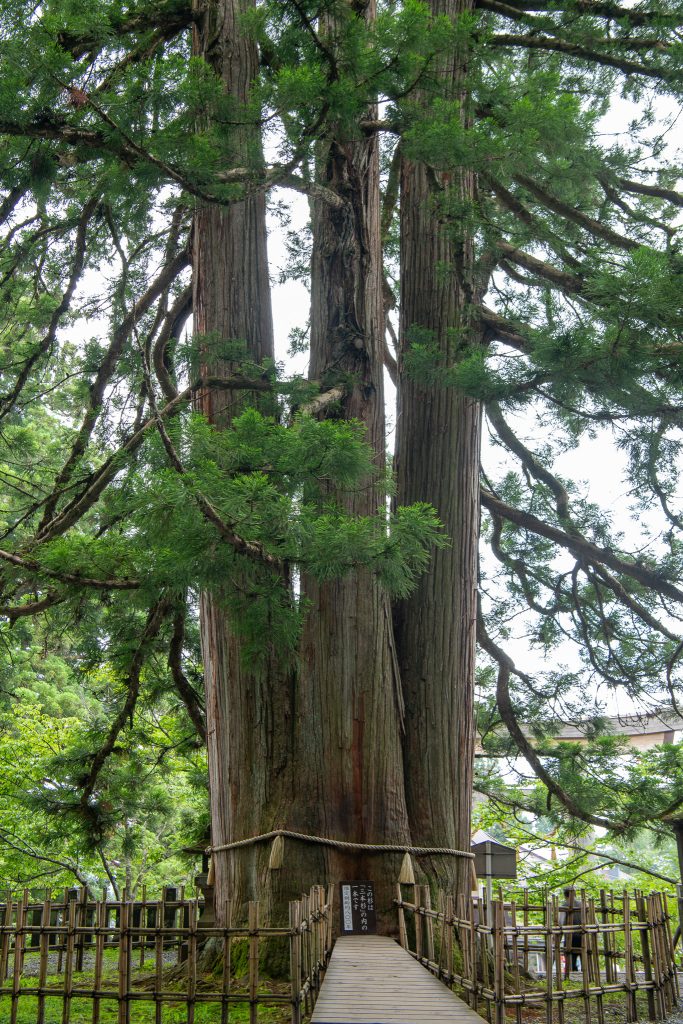 戸隠の三本杉(一)